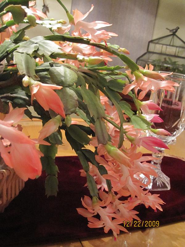 Picture 017